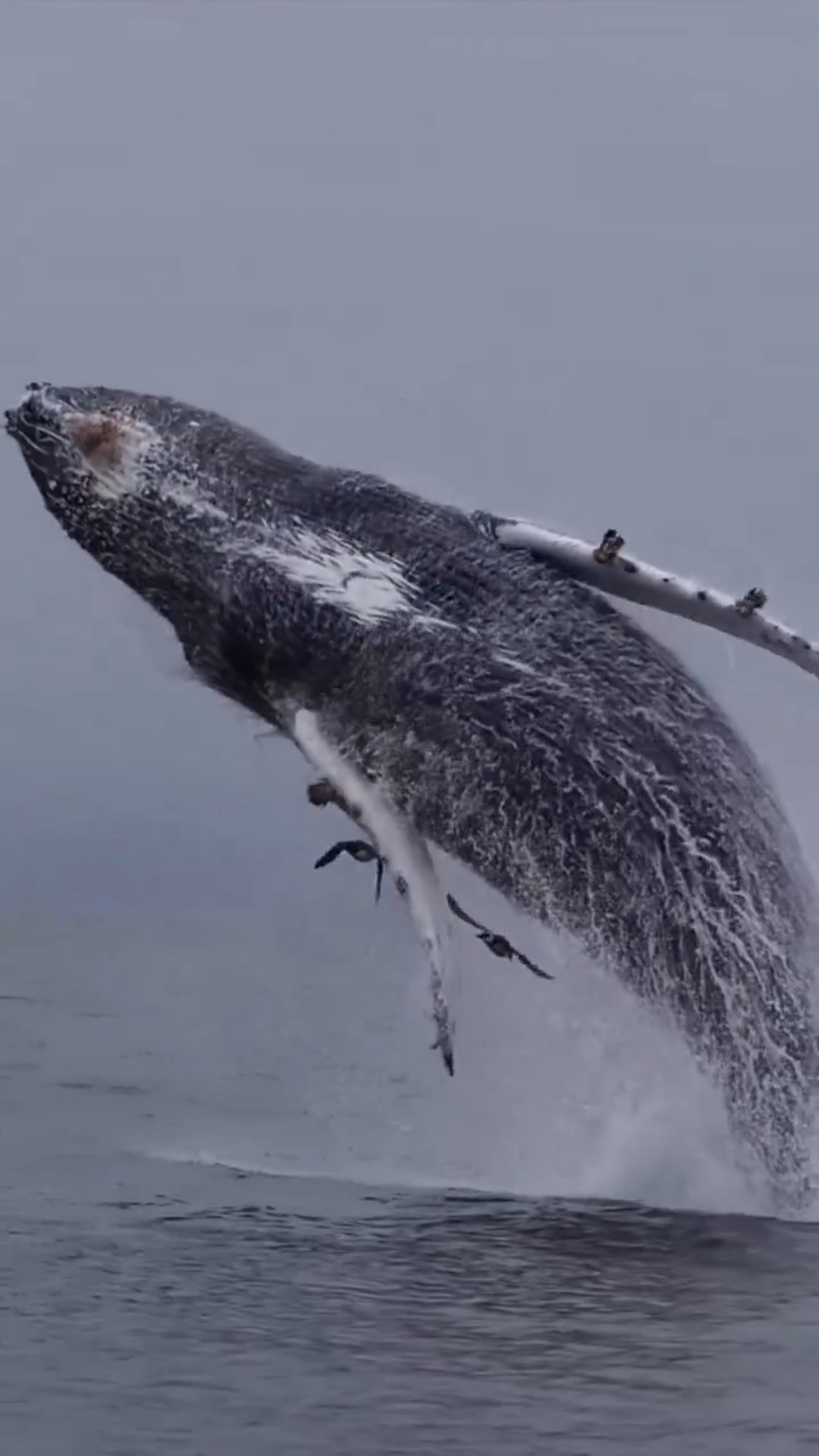 Breathing in One World, Living in Another: The Whale That Took Our Breath Away