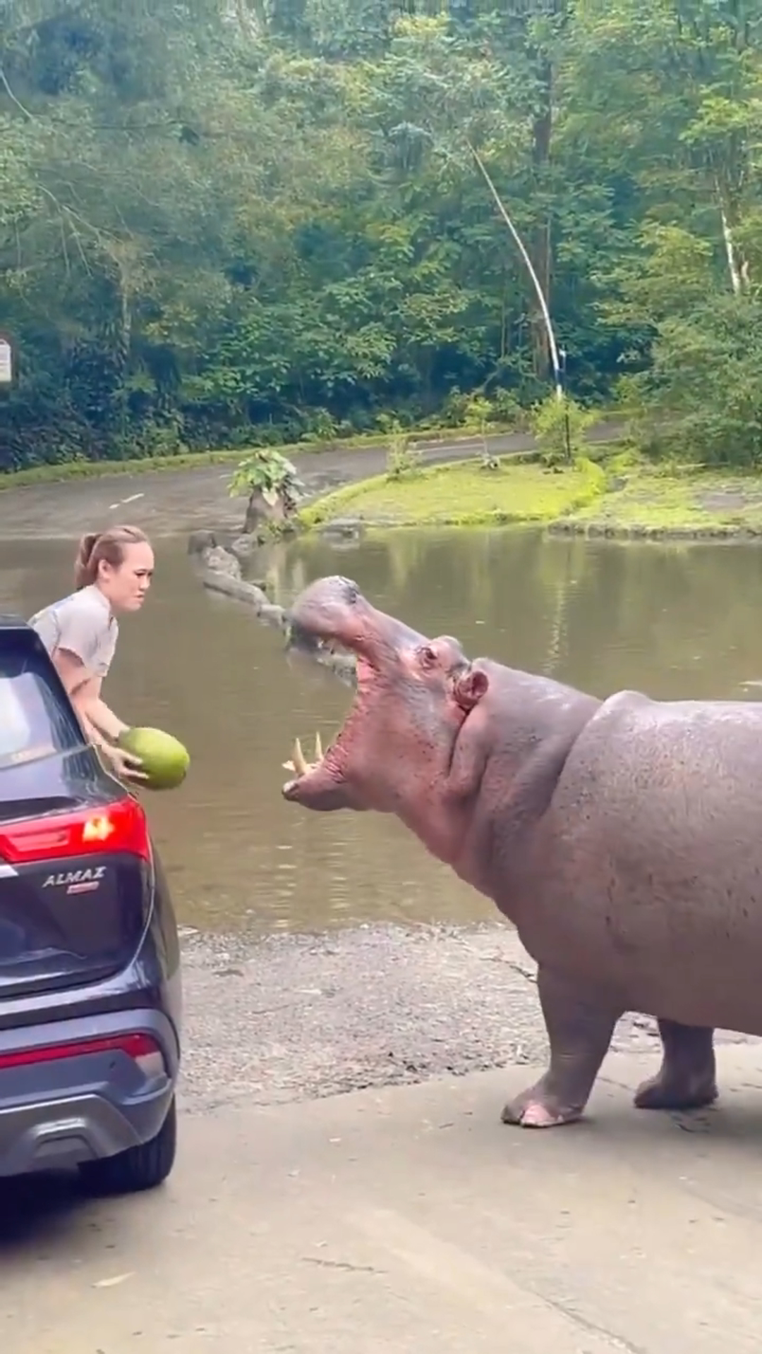 “Pay Up!” — Girl Throws Watermelon Out the Car Window to Feed a Giant Hippo