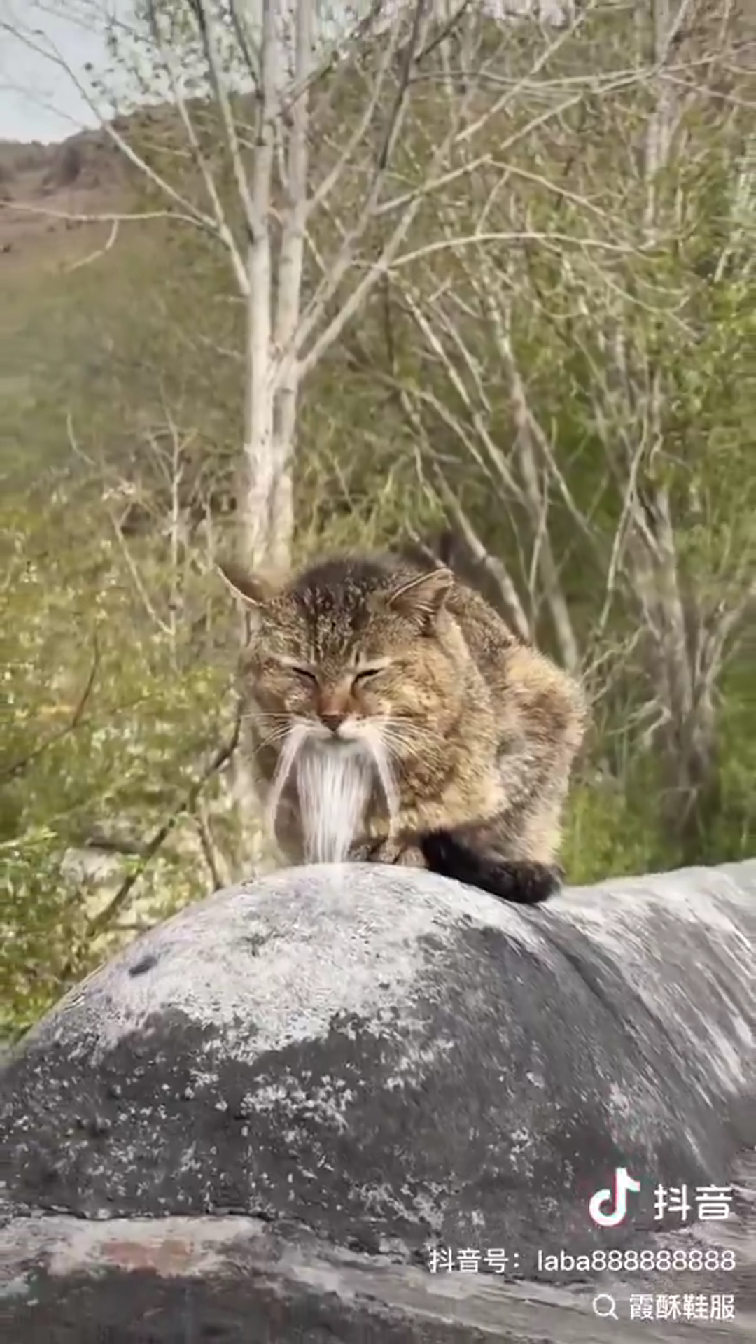Meet the Cat with the Wisdom of a Japanese Master – What Would You Name Him?