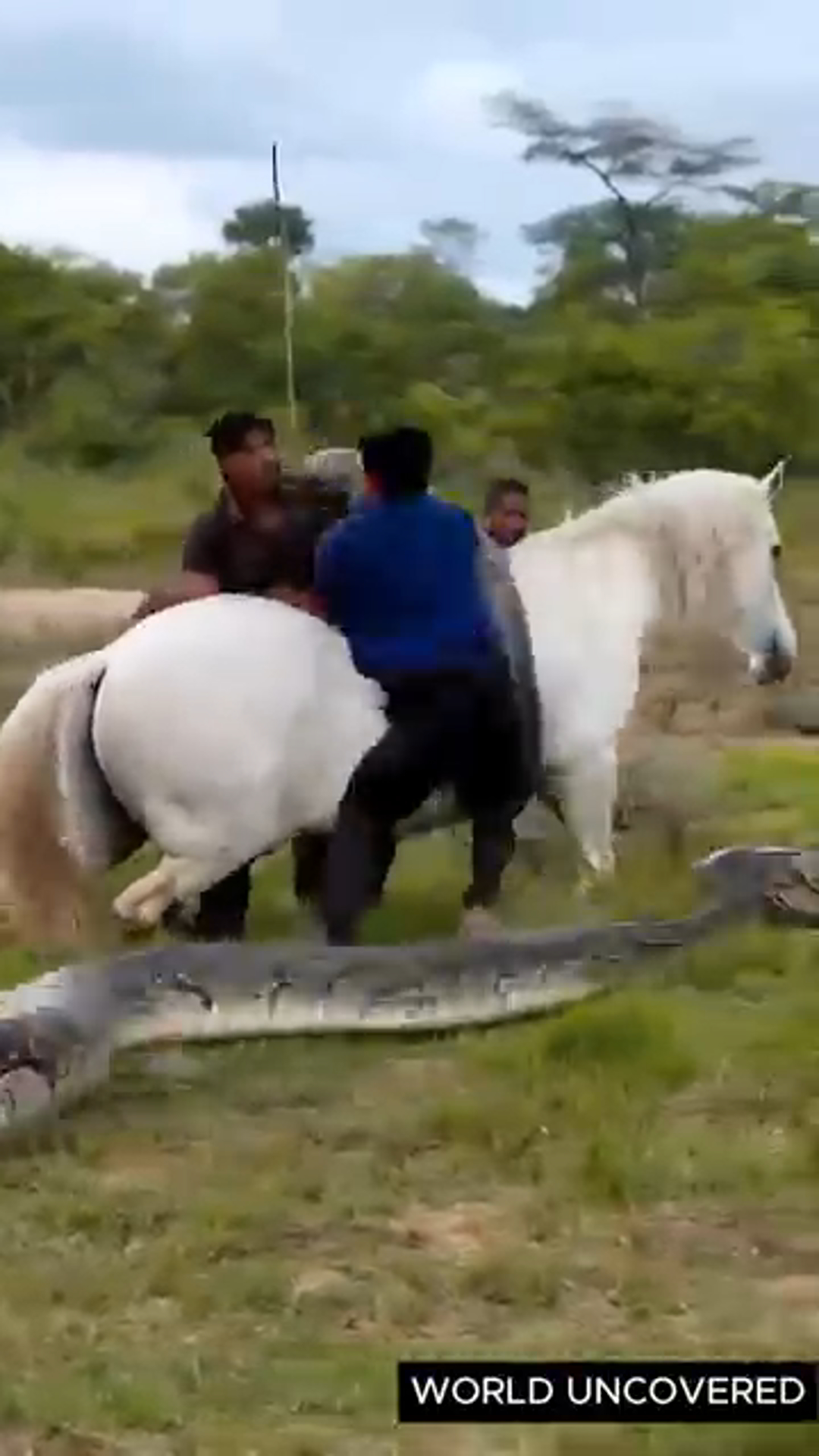 Trapped in Terror: Horse Covered in Cobras Saved by Brave Rescue Team
