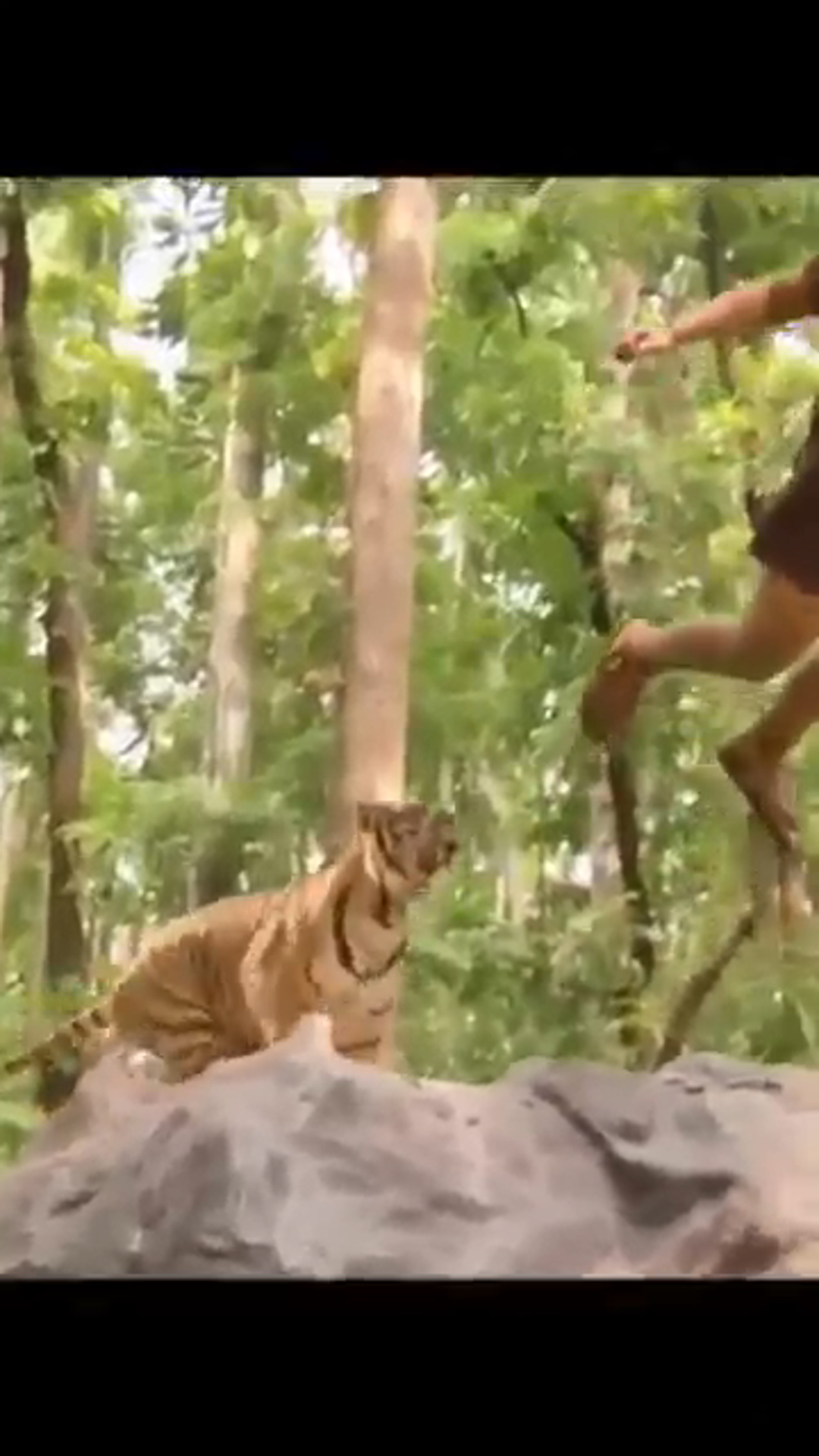 Mohanlal’s Epic Tiger Fight Scene – The Biggest Blockbuster Moment with Namitha!