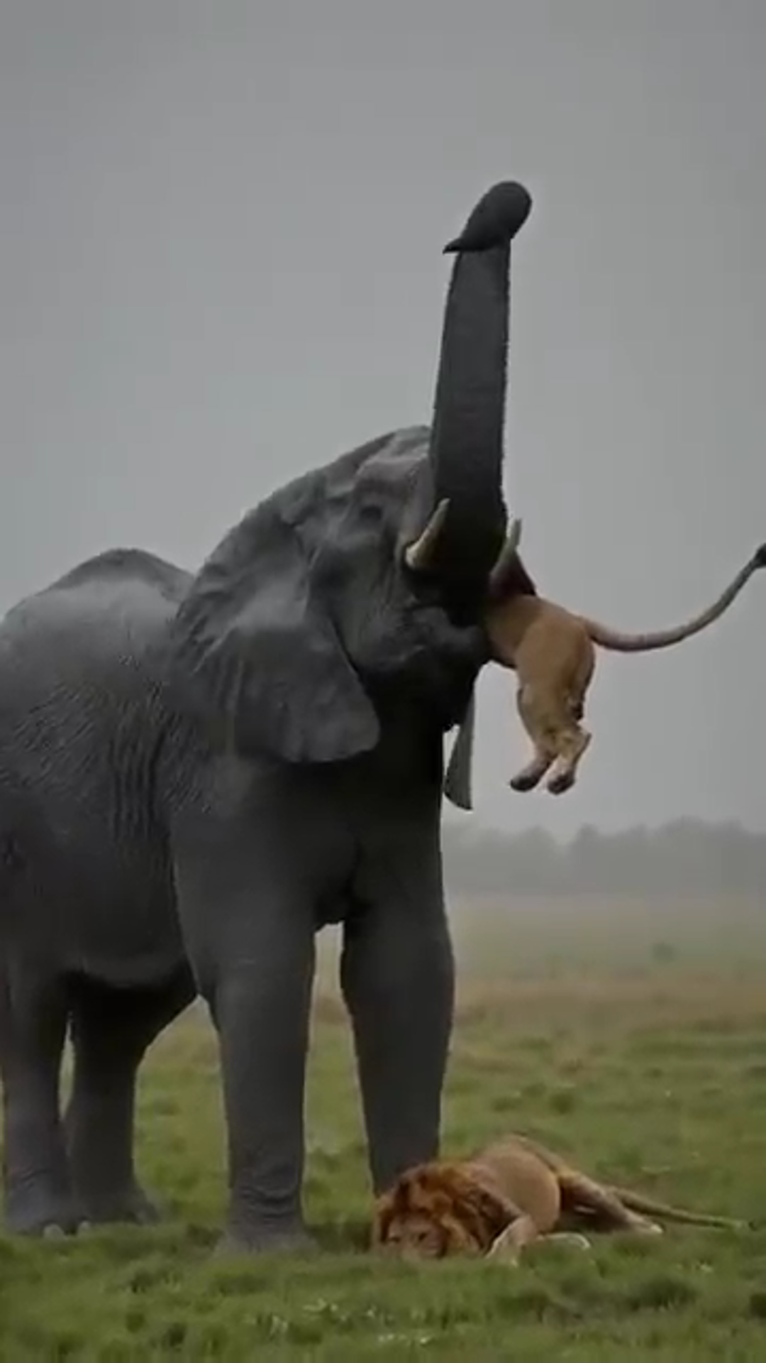 The Lion Thought It Was Playtime — The Elephant Had Other Ideas 🐘🦁