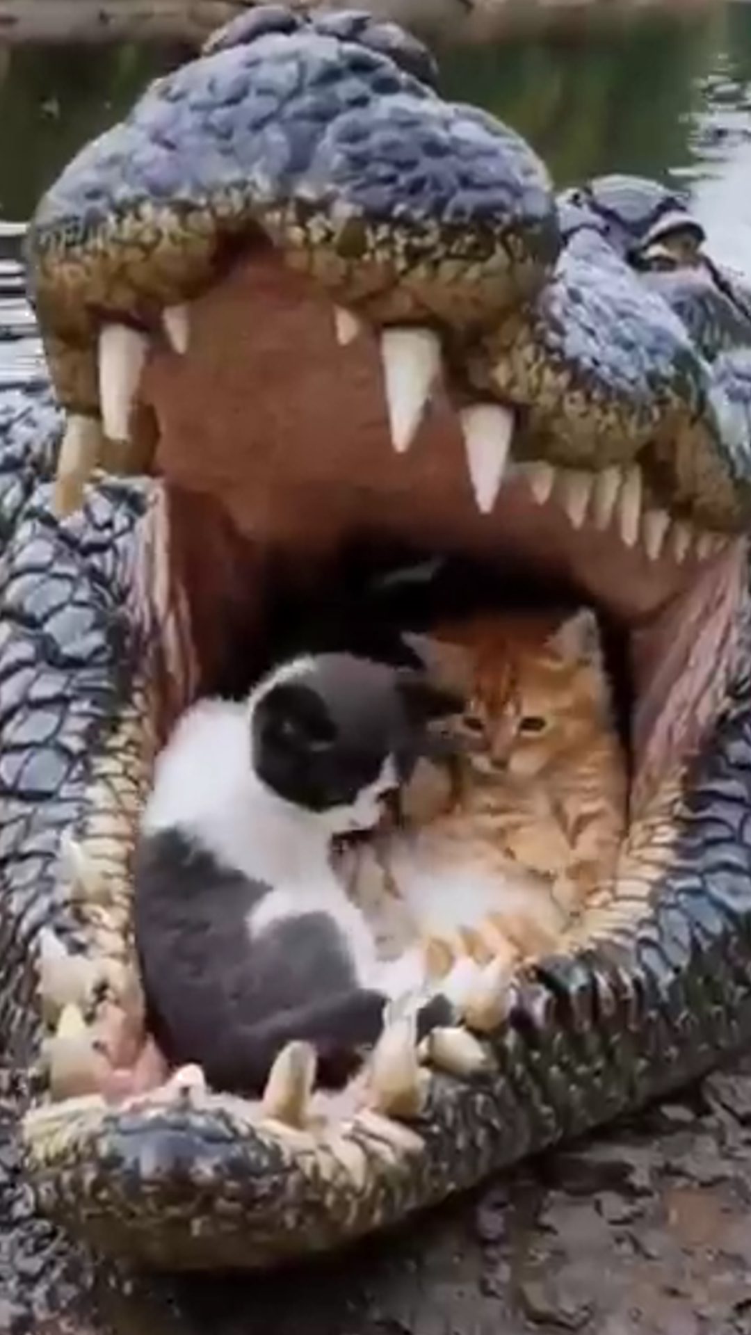 Crocodile Gently Carries Kittens in Its Mouth Without Harm — A Wild Surprise!