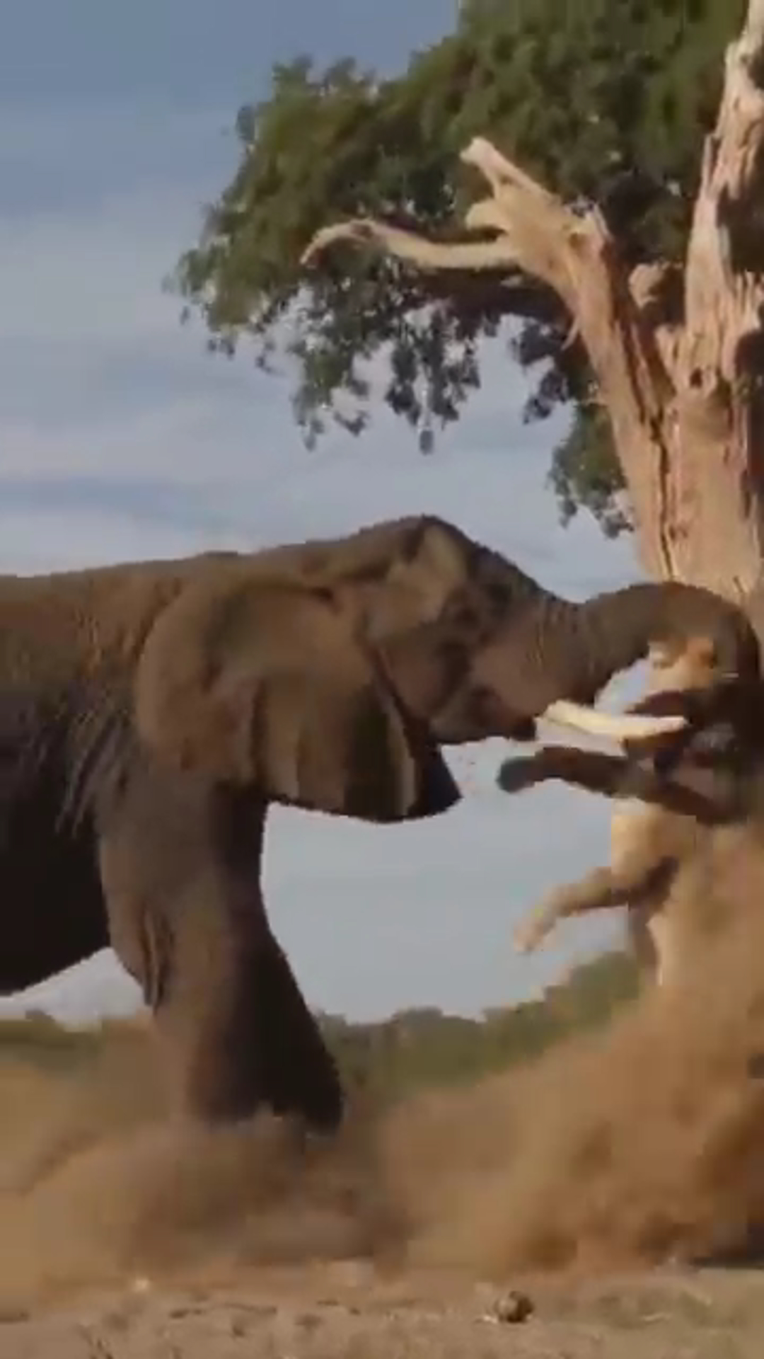 Elephant to Lion: “Do You Want to Die?” – Jungle Showdown Caught on Camera!