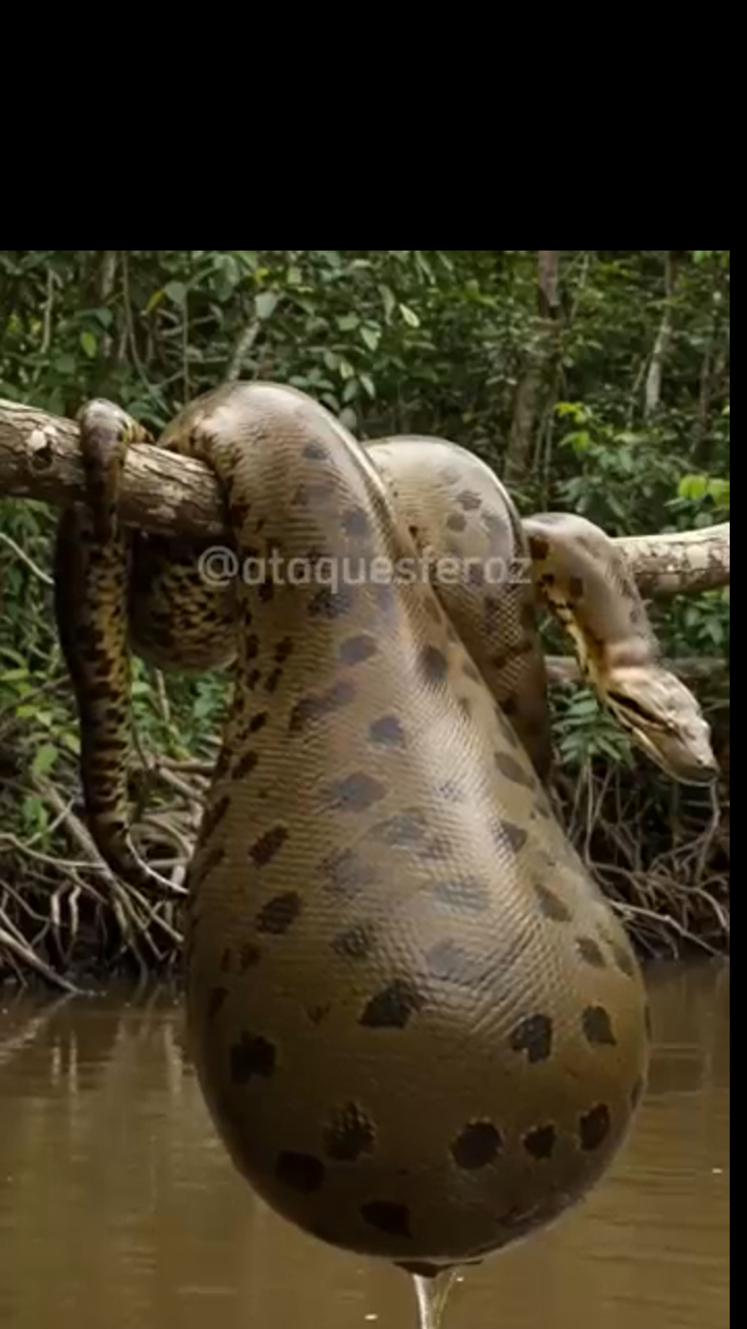 Watch as a Wild Snake Takes Its Perch in the Tree — Nature’s Most Mysterious Hunter