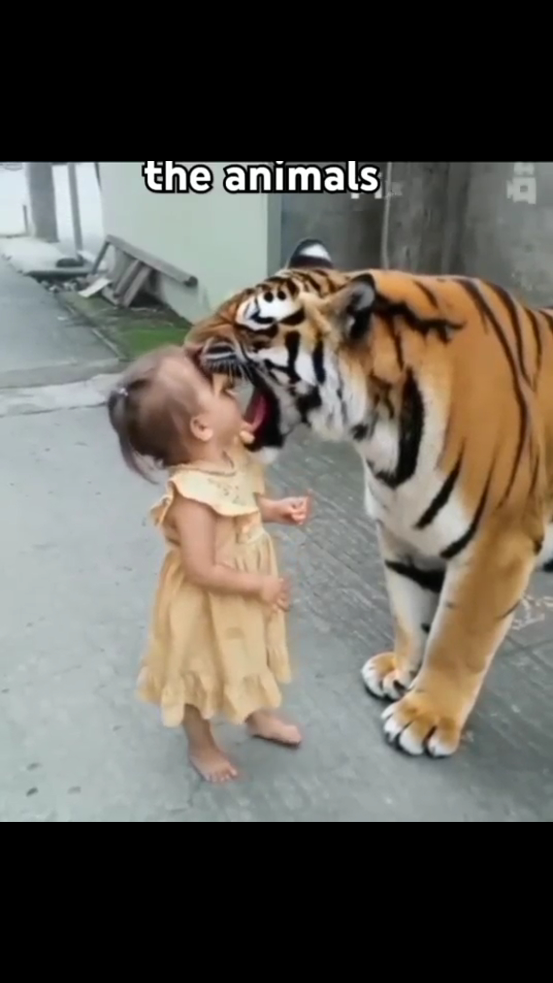 When a Tiger Roars in Her Face… This Little Girl’s Reaction Leaves Everyone Speechless 🧒🔥