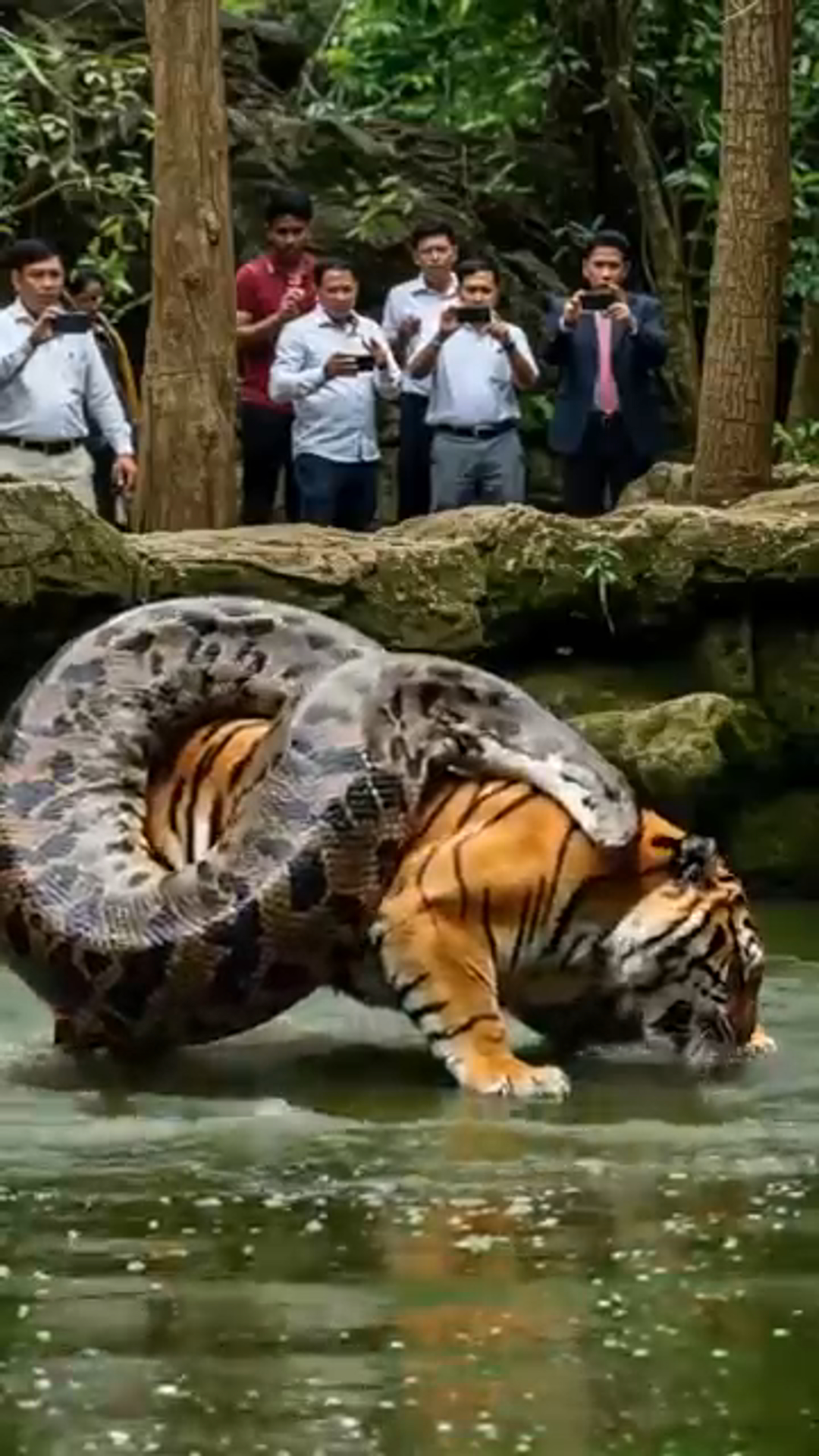 Tiger vs Anaconda: The Wild Battle You Have to See to Believe!