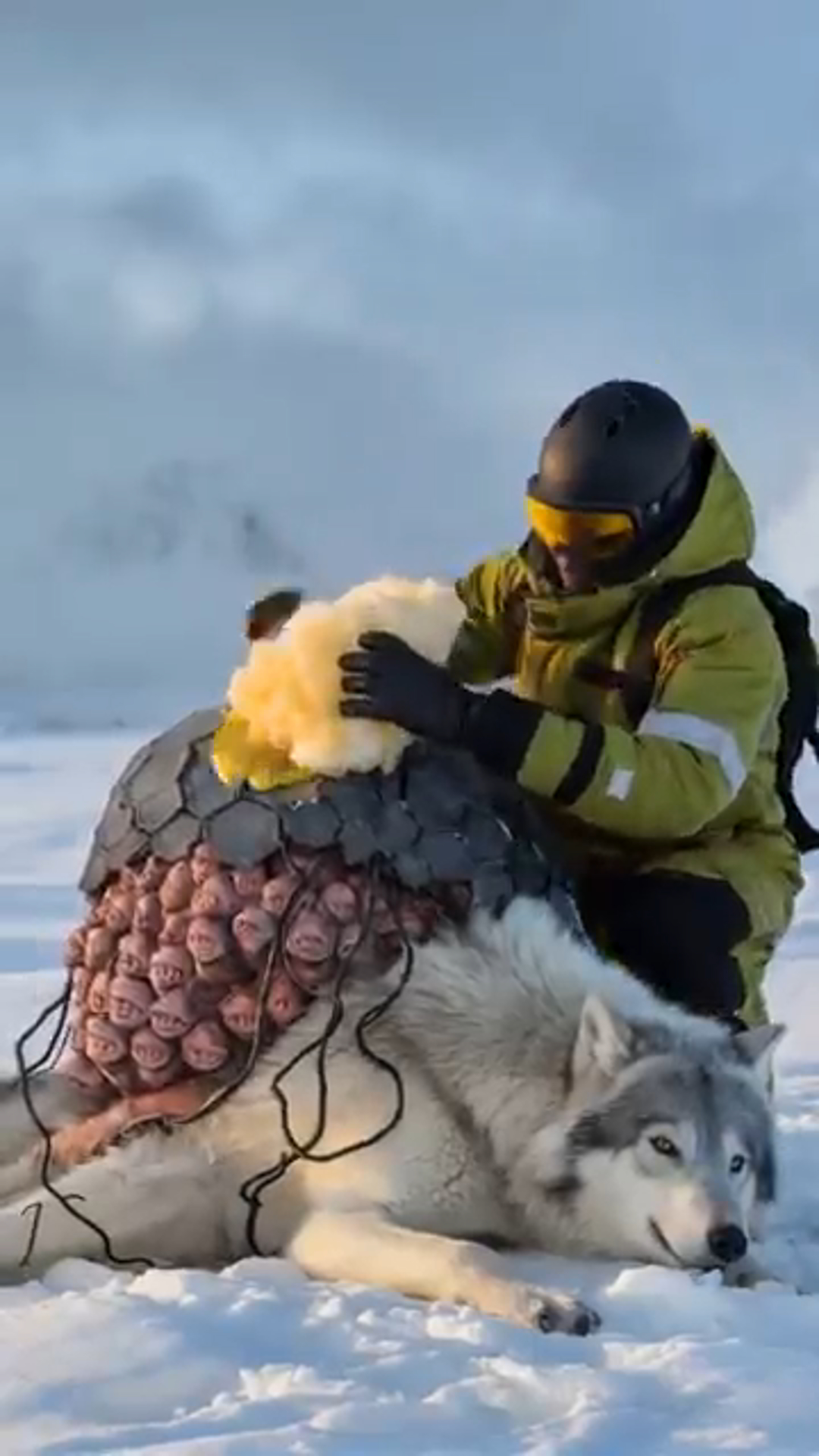 Against All Odds: How an Arctic Fox and a Wounded Wolf Formed a Bond