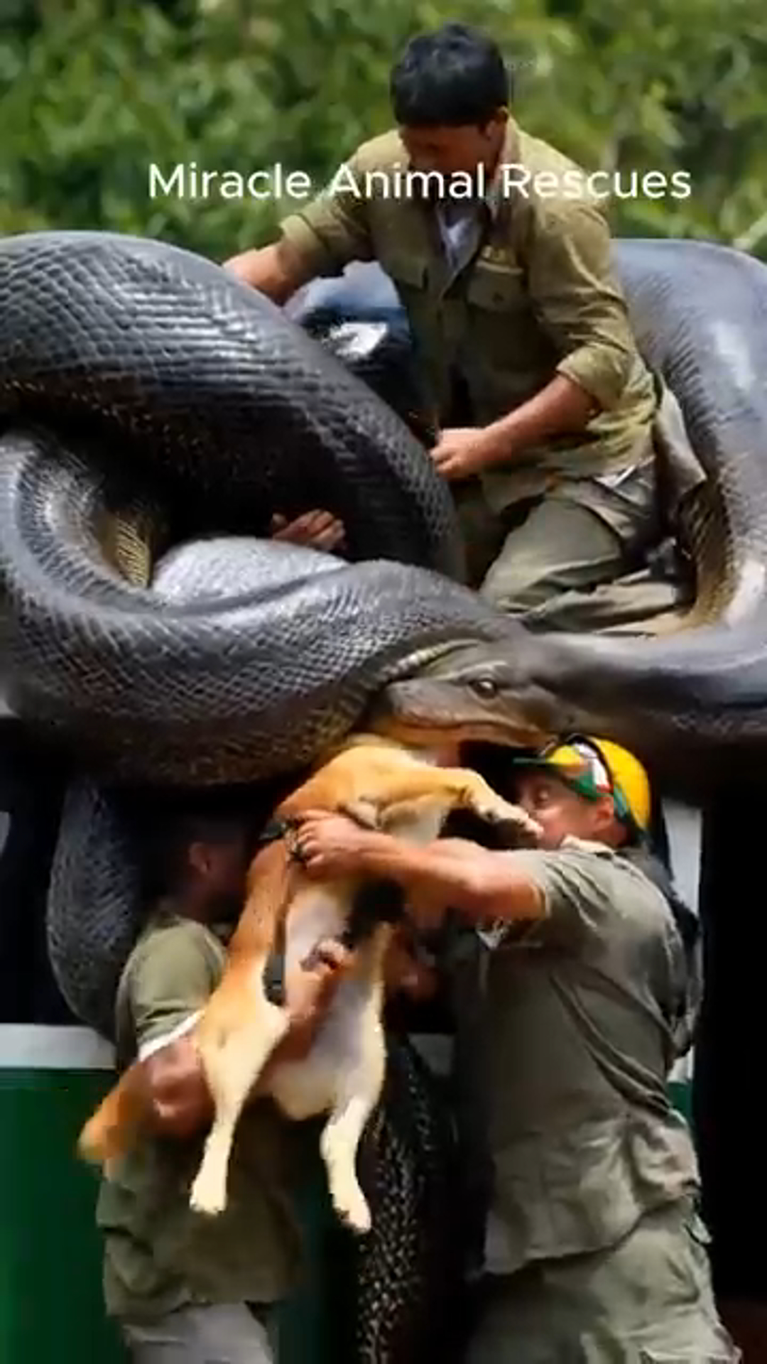 A Dog’s Life Saved: The Heart-Stopping Moment a Snake Threatens and a Hero Rescues