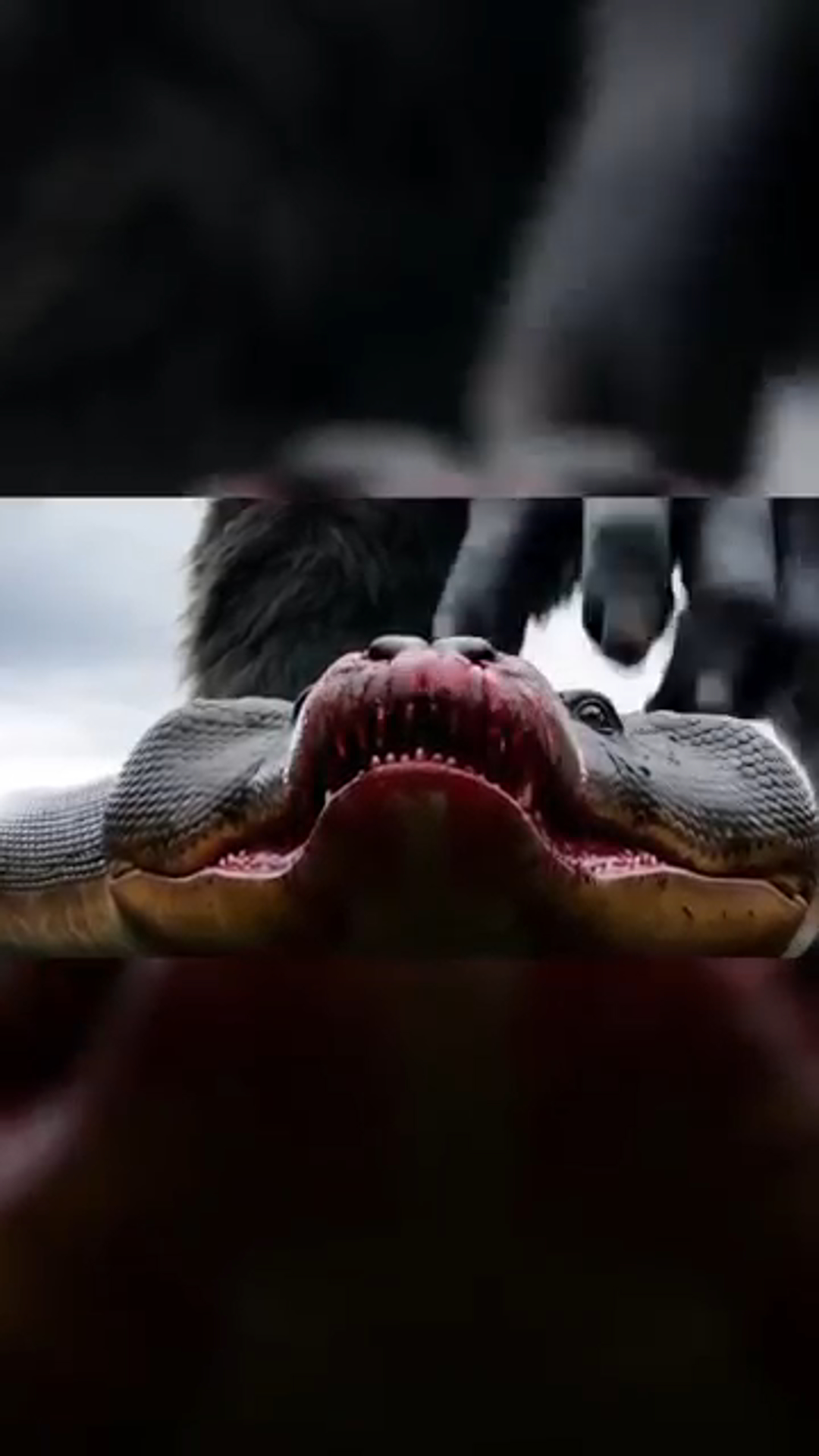 King Kong vs. Anaconda: The Ultimate Battle of Beasts
