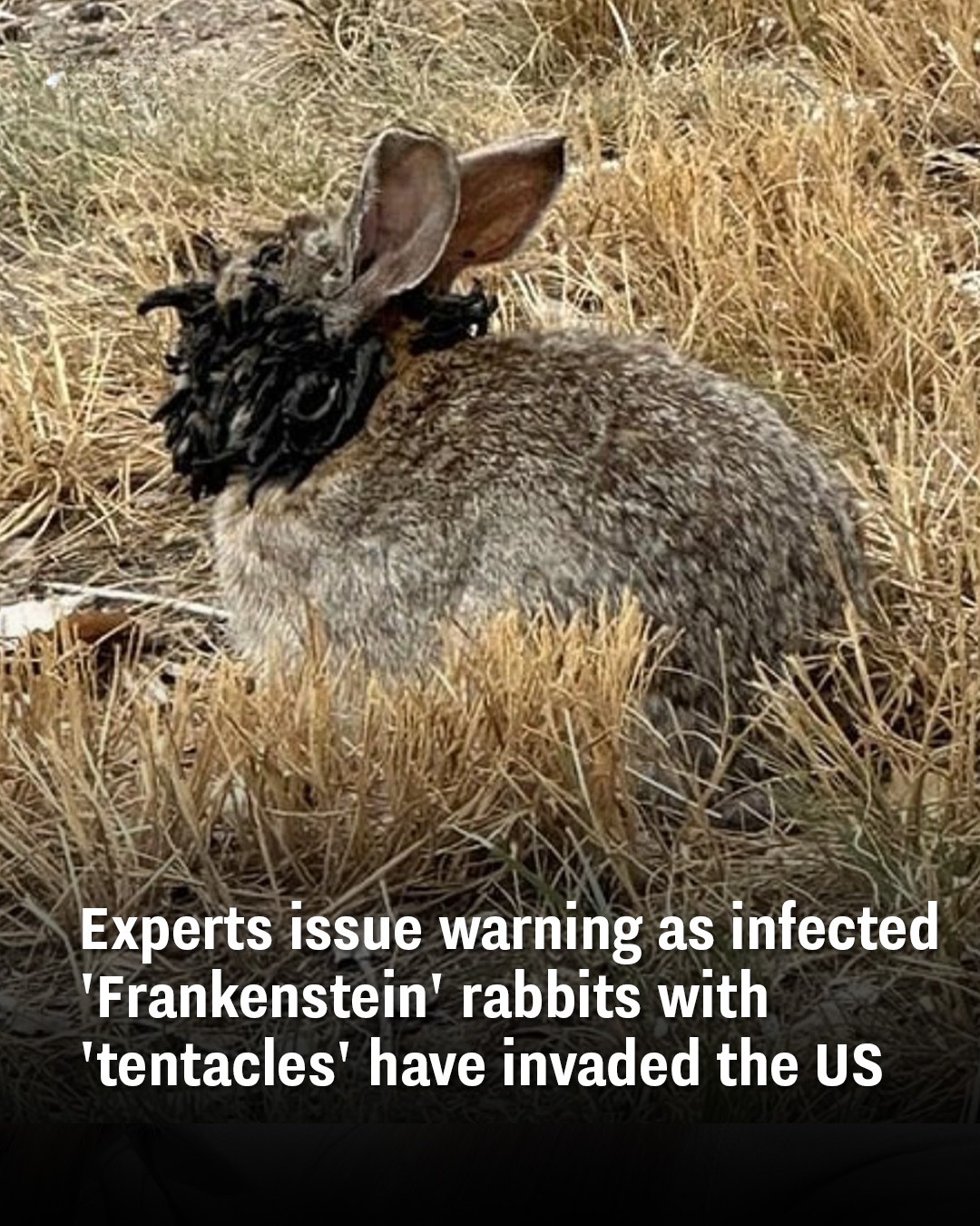 Experts issue warning as infected ‘Frankenstein’ rabbits with ‘tentacles’ have invaded the US
