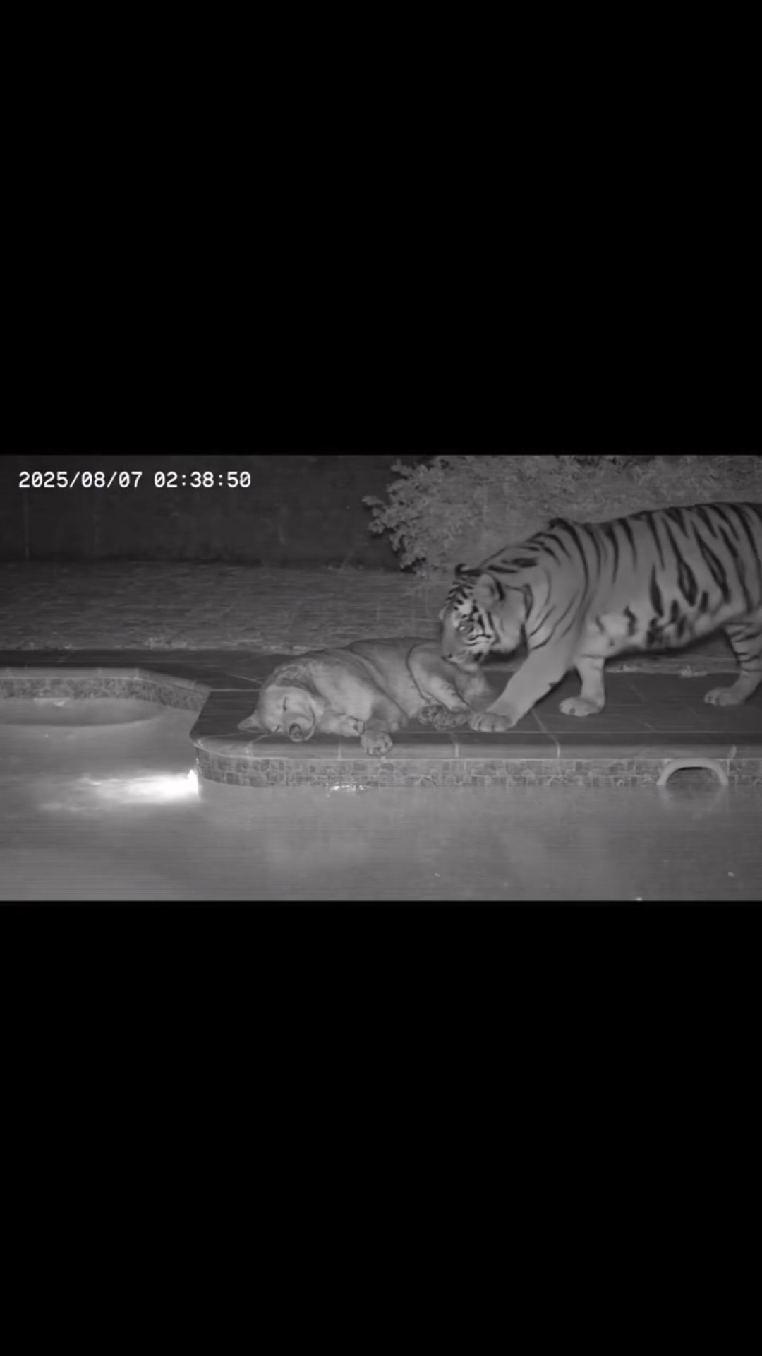 Shocking Moment: Lion Ambushes Dog Sleeping Peacefully by the Pool