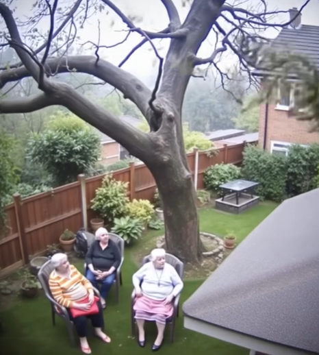 Tree Removal Safety: What You Should Know Before Trying It Yourself