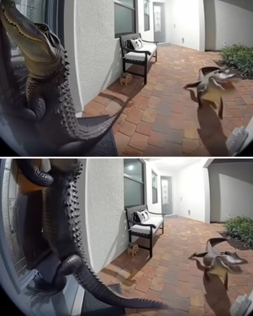 Florida Family Stunned as Two Alligators Knock on Their Door — One Even ...