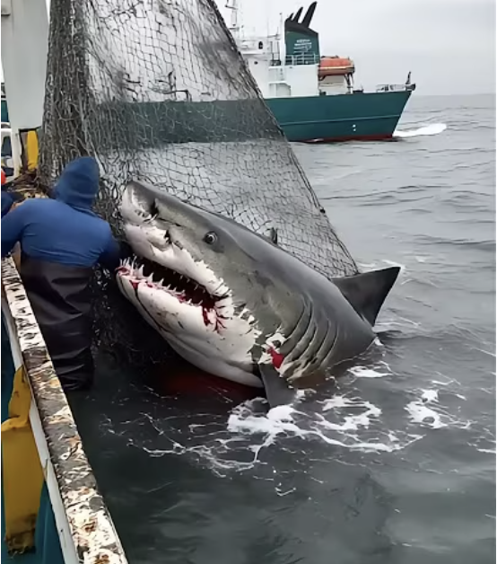 When Heroes Unleash Fury: The Jaw-Dropping Rescue of a Great White Shark