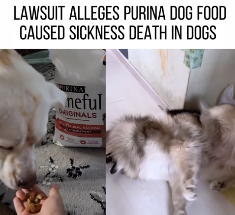 Popular Dog Food Brand Facing Explosive Lawsuit After Pet Owners Claim It Made Dogs Sick — and Even Caused Deaths!