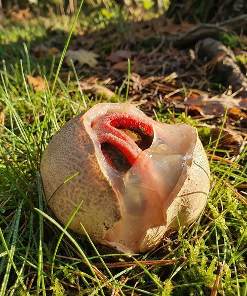The Horrifying “Creature” I Found in My Yard — And the Disgusting Truth I Discovered After Searching the Photo