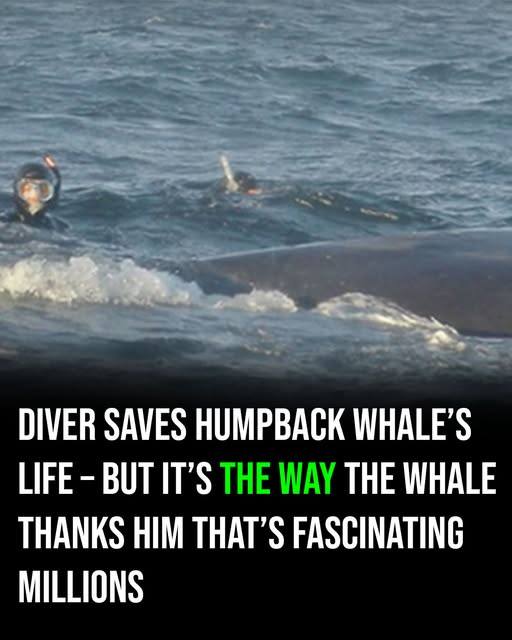 After a Diver Saves a Whale, the Incredible Reaction Goes Viral