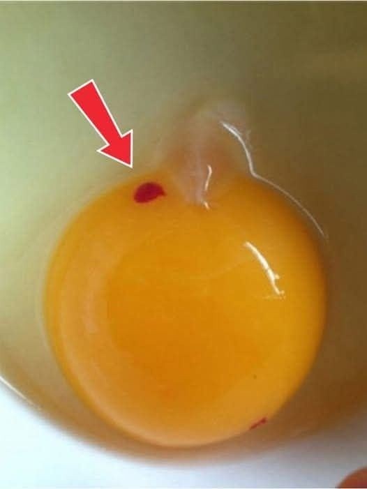 “There Are Red Floaty Things in My Store-Bought Eggs — Is This Normal or a Warning Sign?
