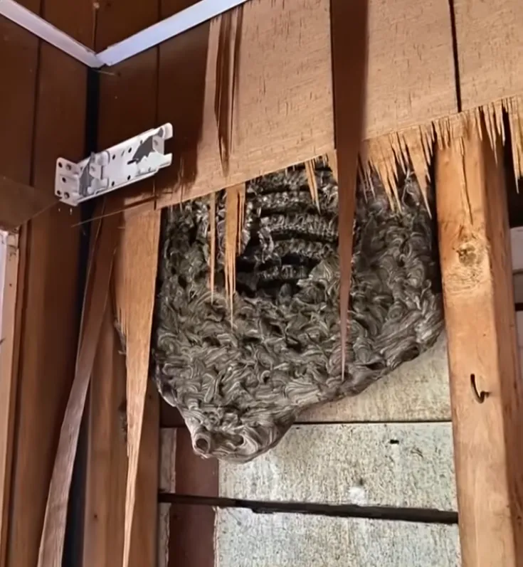 The strange rattling inside our bedroom wall wouldn’t stop, so my husband broke through the drywall — and what he found on the other side shook our entire family.