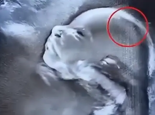 When a Routine Pregnancy Scan Turned Into Something Extraordinary