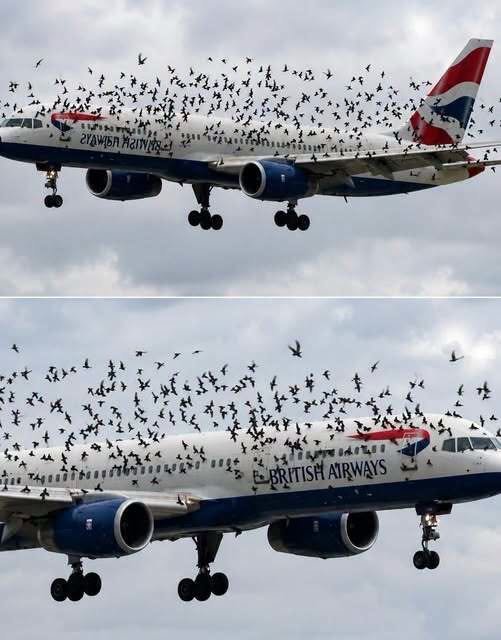 The Unbelievable Story Behind a Bird Strike Emergency Landing: What the Crew Found in Cargo