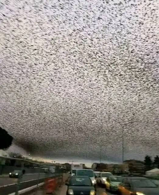 When birds darken the sky over Rome